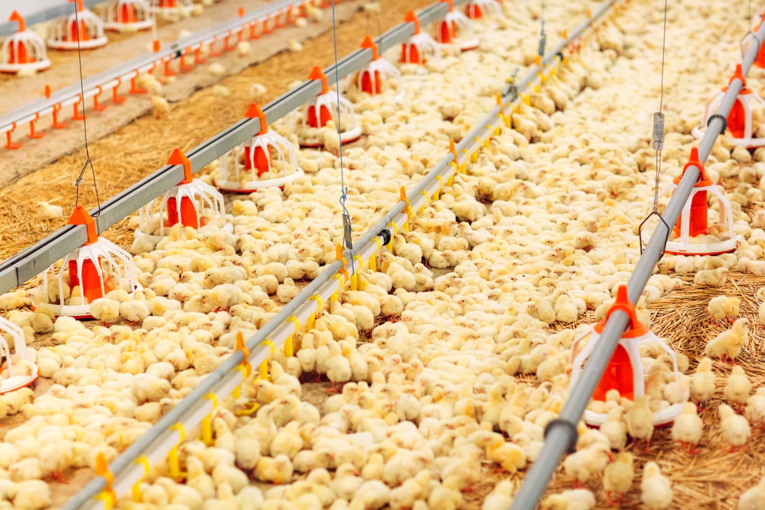 wylęgarnia drobiu Krępiec